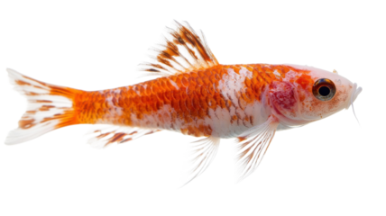 Beautiful orange and white goldfish swimming gracefully against a plain background showcasing its vibrant colors and elegant fins