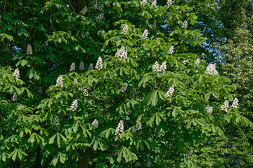 Blossom of the horse chestnut resp.Aesculus hippocastanum,Rhineland,Germany