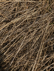 dry grass texture background