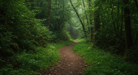 Obraz premium forest-path7-standard-scale-4_00x