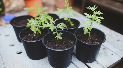 Young Tomato Seedlings in Black Pots on Rustic Wooden Table