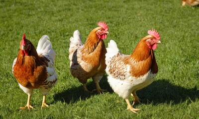 Fototapeta premium Three speckled hens in a sunlit field, showcasing rural tranquility and farm life