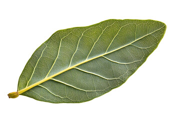 Obraz premium Isolated Green Leaf Showing Detailed Veins and Texture on Transparent Background For Botanical Study