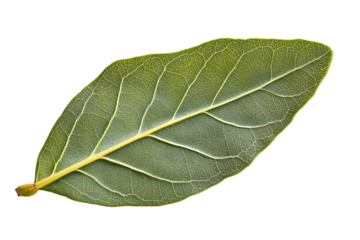 Isolated Green Leaf Showing Detailed Veins and Texture on Transparent Background For Botanical Study