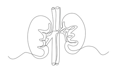 Continuous single line of kidney human body organ anatomical for medical science. Sketch drawing editable stroke vector illustration