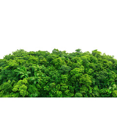 Obraz premium Lush green tropical rainforest with dense vegetation. Concept of nature, environment, and conservation.