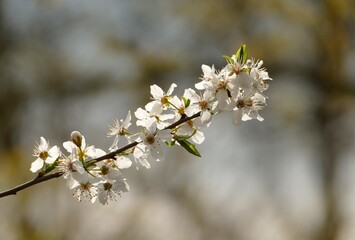 Białe kwitnące wiśnie, kwiat wiśni, gałązka z kwiatami. Pierwsze oznaki wiosny, kwitnące drzewa. © Andrzej