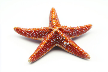 Selective focus starfish isolated on white background.