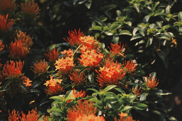 A Collection of Vibrant Orange Flowers Nestled Among Lush, Green, Rich Foliage in Nature