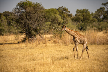 This adult rothschild giraffe (Giraffa camelopardalis rothschildi) is seen walking through open grassland.