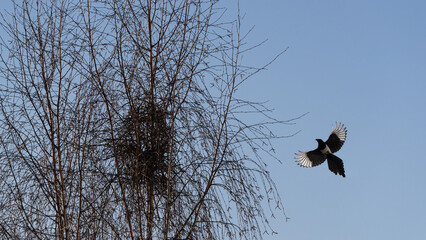 MAGPIE AND TREE - Bird is working on building a nest