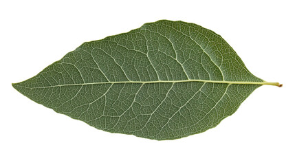 Obraz premium Verdant Leaf Veins: A Botanical Study of Intricate Foliage Texture and Natural Green Patterns, Isolated Close-Up for Design and Ecological Exploration