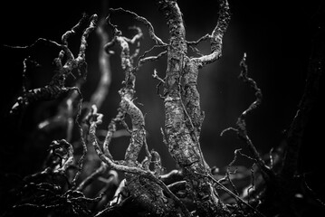 LANDSCAPE FOREST - Dry roots from a very old tree
