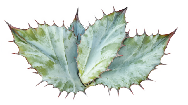 Intricate Agave: A Botanical Dance of Texture and Form - A Close-Up Study of Nature's Geometric Artistry and Desert Elegance