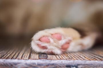 A Close Up Image of an Adorable Cats Paw Featuring Its Pink, Soft and Fluffy Pads