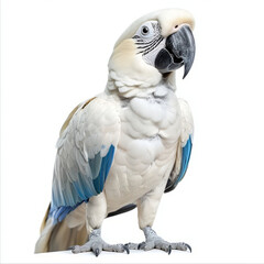 Beautiful white and blue parrot macaw bird isolated white background, showcasing its vibrant feathers and striking features