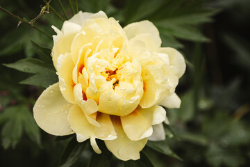 Closeup of the beautiful Bartzella Yellow Peony flower in the garden.
