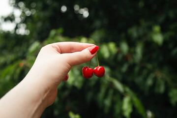 Hand picking cherries. Cherry tree garden. Summer harvest concept.