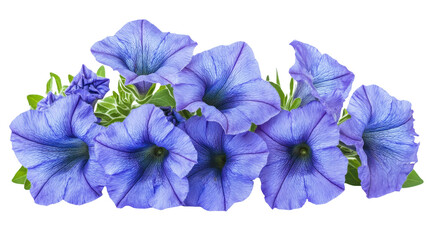 A Bouquet of Blue Petunias: Captivating Floral Design with Vibrant Colors and Delicate Details, Perfect for Nature-Inspired Projects and Artistic Compositions