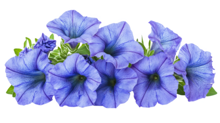 A Bouquet of Blue Petunias: Captivating Floral Design with Vibrant Colors and Delicate Details, Perfect for Nature-Inspired Projects and Artistic Compositions