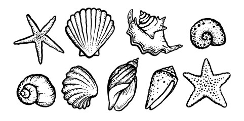 Sea shells and starfish monochrome set. Ink black hand drawn vector illustration on white background.