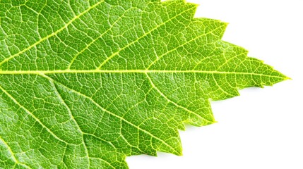Close-up of a green leaf showing detailed veins on white background. For nature, science, agriculture