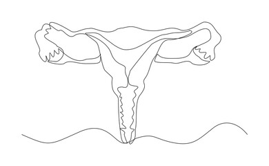 Continuous single line of uterus ovary cervix anatomy female reproductive organ sketch drawing editable stroke vector illustration