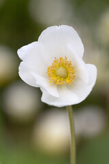 Anemone weiß