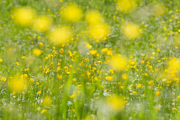 butterblumenwiese