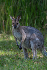 Red necked wallaby eating grass