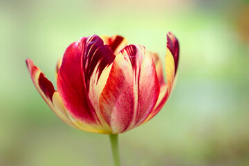 Tulpe 2