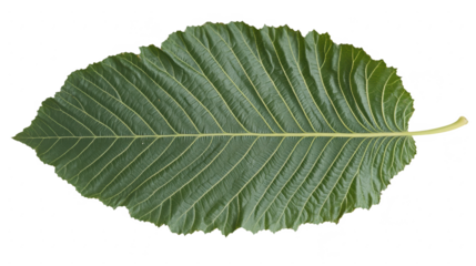 Verdant Kratom Leaf: A Botanical Close-Up of Mitragyna Speciosa, Revealing Nature's Intricate Veins and Textural Beauty on a Dark Backdrop