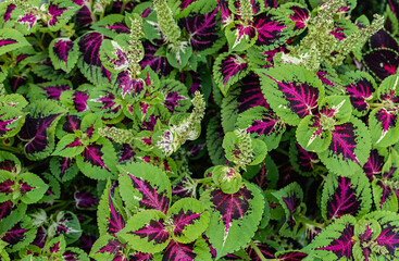 Bright Purple and Green Foliage of Coleus.