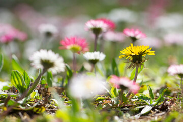 G&auml;nsebl&uuml;mchen