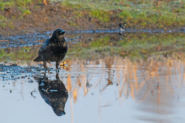 Eine  Serie von der Rabenkrähe am und im Teich  