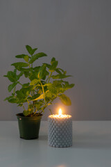 mint in green flowerpot with burning candles on white table