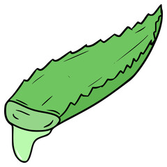 aloe vera illustration hand drawn isolated vector