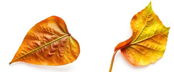 Naklejka premium Single wilting leaf isolated on white background, image, autumn