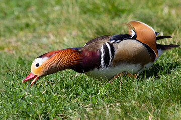 Mandarinente auf rasen