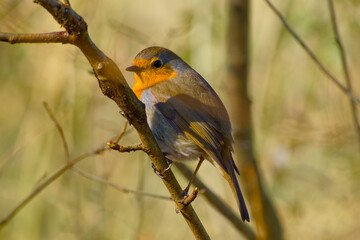 robin perching on a twig close-up