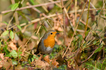 European robin standing on the ground close-up