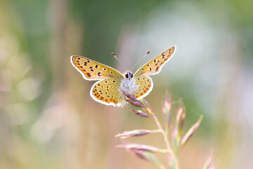 Schmetterling 5