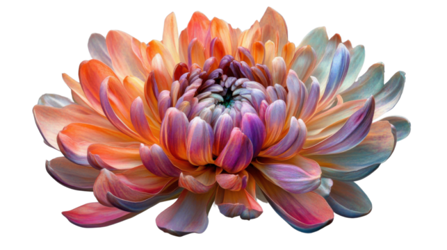 Colorful chrysanthemum flower blooming with transparent background