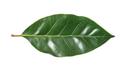 Obraz premium Verdant Bay Leaf: A Close-Up of Nature's Botanical Beauty, Revealing Intricate Veins and Fresh Green Hues in a Single, Isolated Leaf.