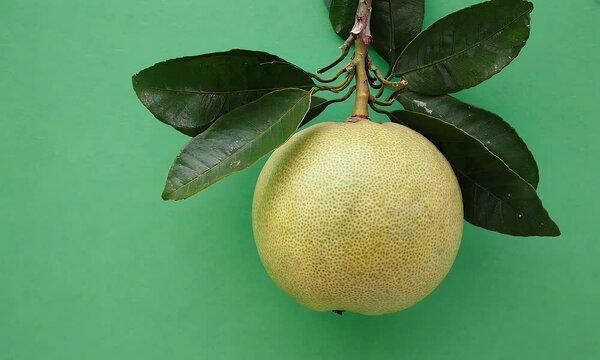 professional green screen clip captures fresh pomelo hanging on tree branch with rough surface detail and soft natural leaf movement