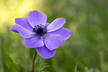 Anemone 7