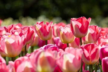 Tulpen 3