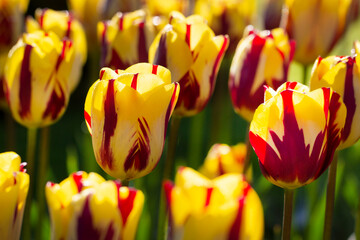Tulpen 8