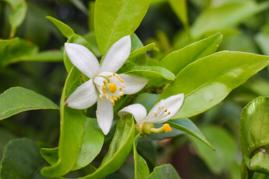 Neroli orange tree flowers in the garden of Tenerife,Canary Islands, Spain.Azahar blossom.Citrus aurantium. Aromatherapy or spa concept