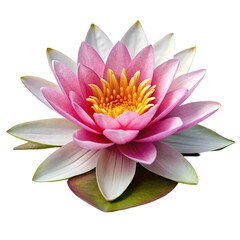 pink water lily